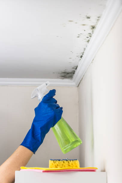 Verona, VA Mold Removal Company